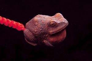 Hidetoshi Nakayama Netsuke (Frog)